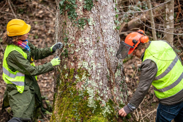 Best Tree Removal Service  in Three Rivers, OR